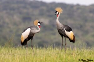 Extraordinary Discovery of Over 400 New Species in Rugezi Swamp